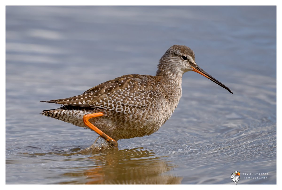 𝙎𝙞𝙢𝙤𝙣 𝙎𝙩𝙤𝙗𝙖𝙧𝙩 🦆🦉🦊 tweet media