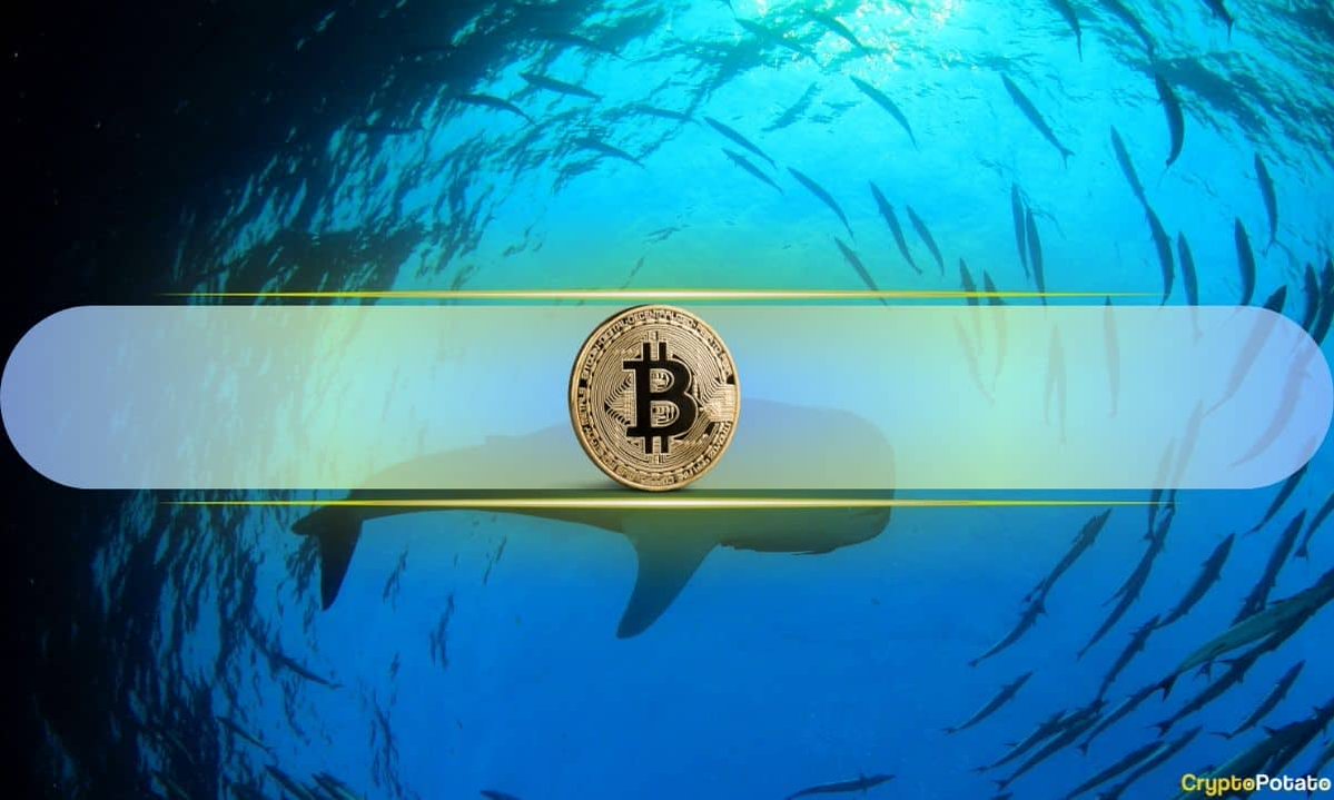 🥔CRIPTOVALUTE : "Il Dominio delle Whales nel Mercato del Bitcoin: Un'Analisi dell'Attuale Fase di Rialzo"