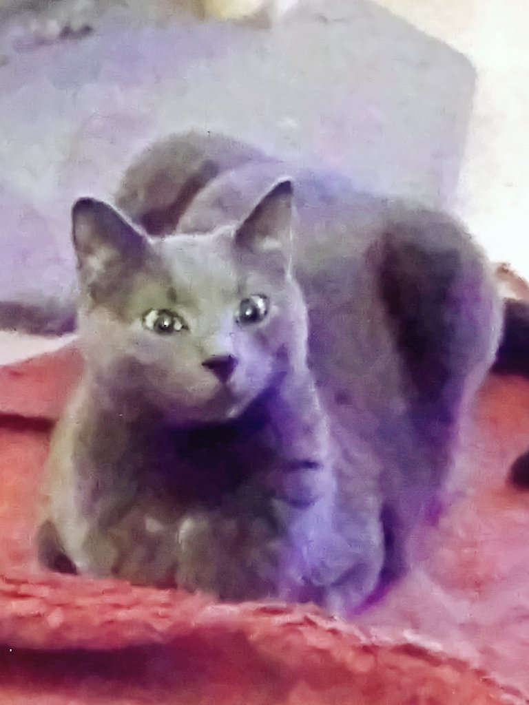 theCatGang3's tweet image. Hi and Hello friends from the CatGang 🧡🤍🖤🩶 Happy Sunday lovelies. This morning when mommy went out we opened the cupboard, stoled the catnip, opened the bag and had a nip pawty! 🥳 Cuddles and Purrs from Binx ❄️🐈‍⬛🫂🇸🇪❄️