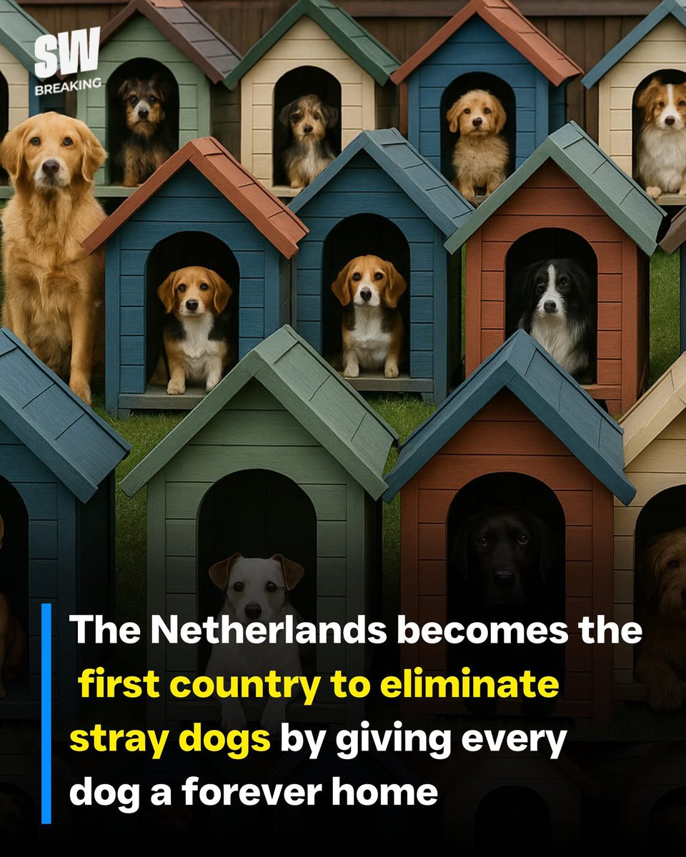domdyer70's tweet image. The Netherlands has achieved a remarkable milestone by becoming the first country in the world to completely eliminate stray dogs without euthanasia. The government implemented strict animal welfare laws, mandatory pet registration, heavy fines for abandonment, and nationwide…