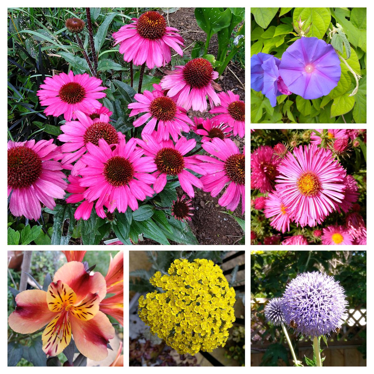 PhilsPlot's tweet image. More vowelly flowers 😎 echinacea, ipomoea, aster, echinops, achillea and alstromeria #alphabetchallenge #WeekVforVowels