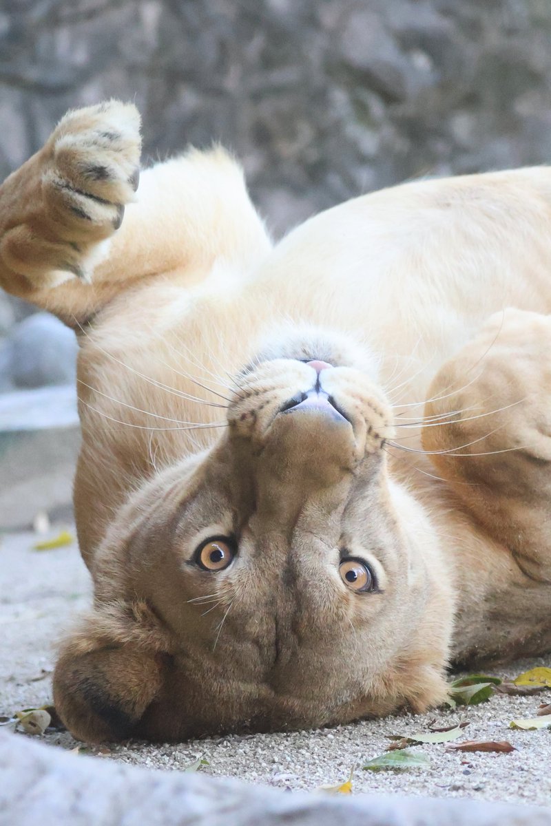 しおり (@clay_love55) / Posts / X