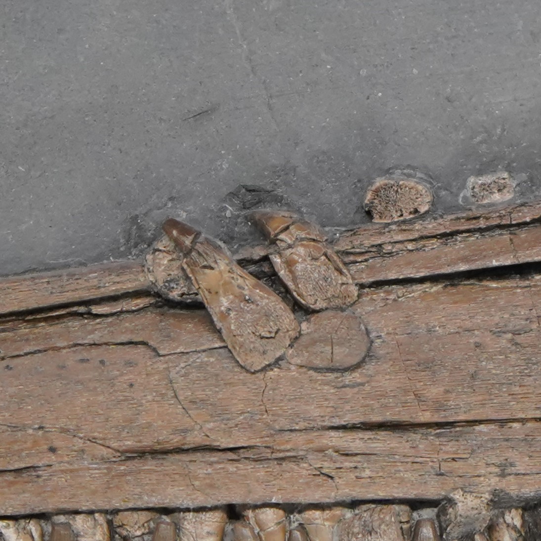 TEC_Kimmeridge's tweet image. Guess the fossil! 
This week, we are giving you this specimen. Let us know what creature you think it is from and any facts you may know about it. 
*All specimens photographed for this series are on display in our museum. #fossils #museum #guessthefossil