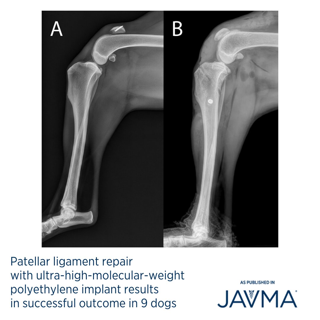 AVMAJAVMA's tweet image. An ultra-high-molecular-weight polyethylene implant secured with an interference screw appeared to be a safe and effective option for managing patellar ligament rupture in #dogs, avoiding the need for postoperative immobilization. 🐕 Learn more: jav.ma/plr