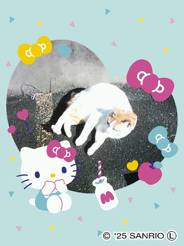 junz0808's tweet photo. #FUNSHOT で猫さんを撮影 https://t.co/2eGRncH24c