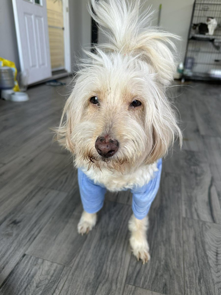 CatsterClub's tweet image. (ฝากประกาศ)
ขอความช่วยเหลือค่ะ
มีน้องแมว 7 ตัว และสุนัขอีก 1 ตัว ที่กำลังต้องการบ้านด่วนมากค่ะ

เจ้าของเดิมมีเหตุจำเป็น ไม่สามารถกลับมาดูแลน้องๆ ได้ ตอนนี้น้องแมวและน้องหมาอยู่ตามลำพัง ไม่มีอาหาร ไม่มีน้ำ และไม่มีทรายค่ะ
ทางเราซึ่งเป็นเพื่อนบ้าน…