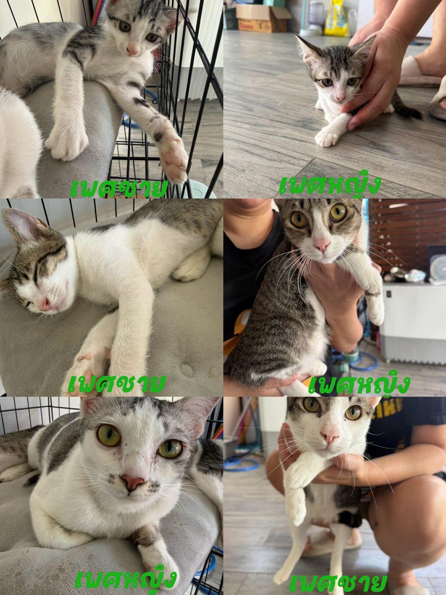 CatsterClub's tweet image. (ฝากประกาศ)
ขอความช่วยเหลือค่ะ
มีน้องแมว 7 ตัว และสุนัขอีก 1 ตัว ที่กำลังต้องการบ้านด่วนมากค่ะ

เจ้าของเดิมมีเหตุจำเป็น ไม่สามารถกลับมาดูแลน้องๆ ได้ ตอนนี้น้องแมวและน้องหมาอยู่ตามลำพัง ไม่มีอาหาร ไม่มีน้ำ และไม่มีทรายค่ะ
ทางเราซึ่งเป็นเพื่อนบ้าน…