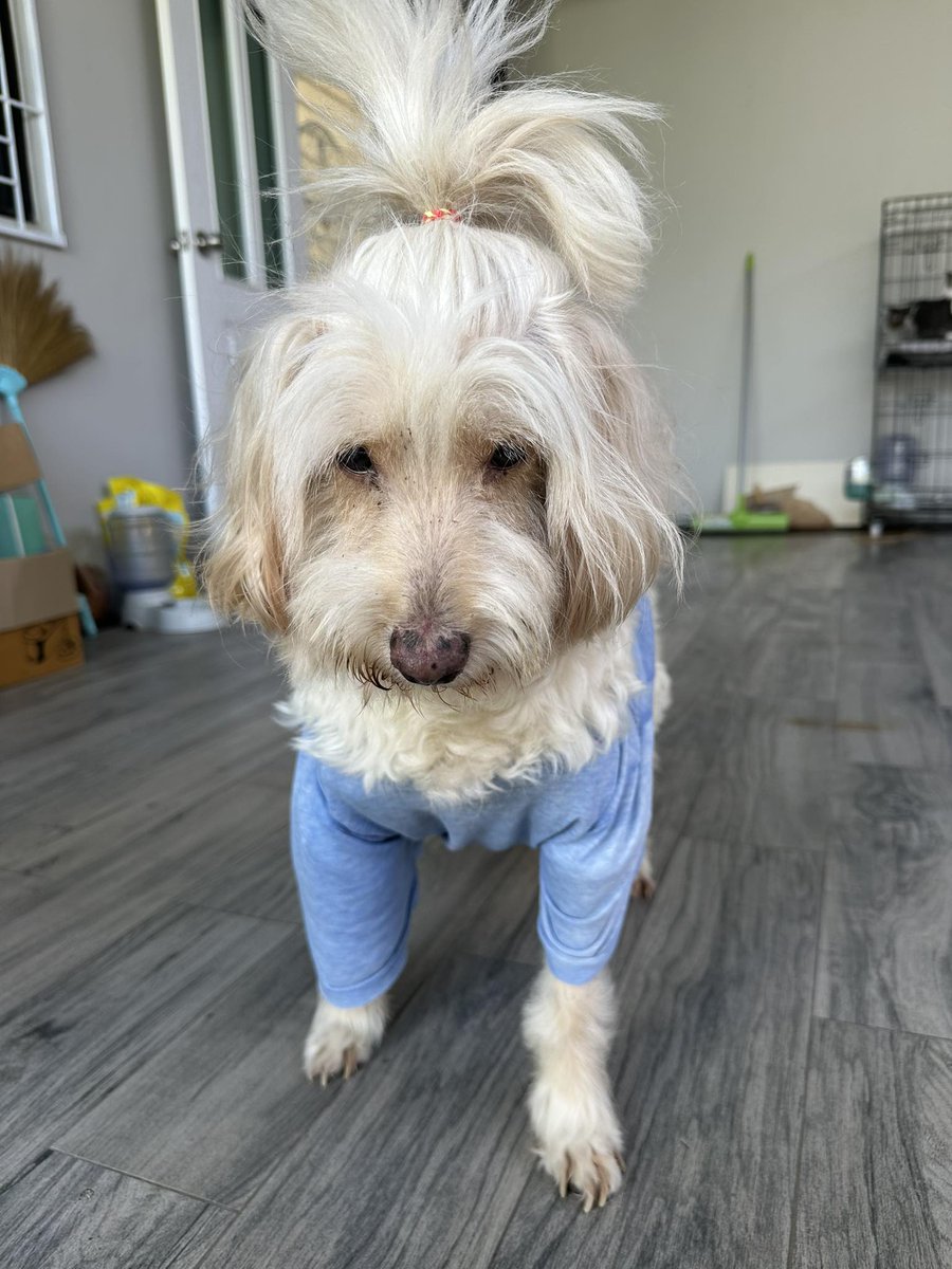 CatsterClub's tweet image. (ฝากประกาศ)
ขอความช่วยเหลือค่ะ
มีน้องแมว 7 ตัว และสุนัขอีก 1 ตัว ที่กำลังต้องการบ้านด่วนมากค่ะ

เจ้าของเดิมมีเหตุจำเป็น ไม่สามารถกลับมาดูแลน้องๆ ได้ ตอนนี้น้องแมวและน้องหมาอยู่ตามลำพัง ไม่มีอาหาร ไม่มีน้ำ และไม่มีทรายค่ะ
ทางเราซึ่งเป็นเพื่อนบ้าน…