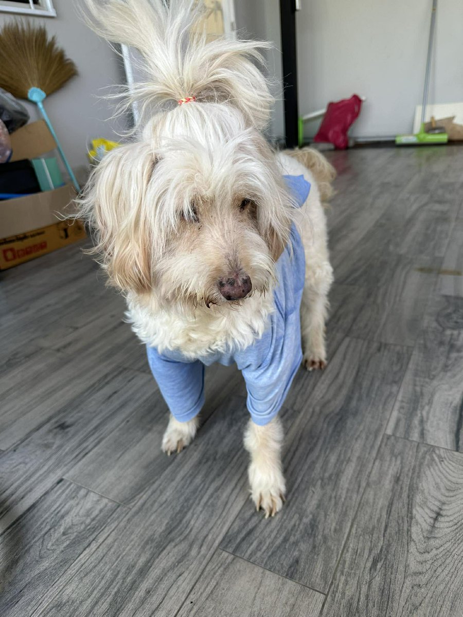 CatsterClub's tweet image. (ฝากประกาศ)
ขอความช่วยเหลือค่ะ
มีน้องแมว 7 ตัว และสุนัขอีก 1 ตัว ที่กำลังต้องการบ้านด่วนมากค่ะ

เจ้าของเดิมมีเหตุจำเป็น ไม่สามารถกลับมาดูแลน้องๆ ได้ ตอนนี้น้องแมวและน้องหมาอยู่ตามลำพัง ไม่มีอาหาร ไม่มีน้ำ และไม่มีทรายค่ะ
ทางเราซึ่งเป็นเพื่อนบ้าน…