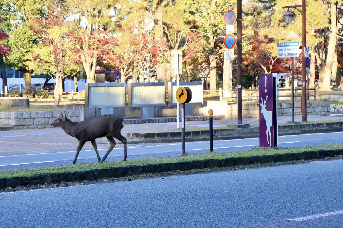 ふくちゃん (@fukuchan1919) / Posts / X