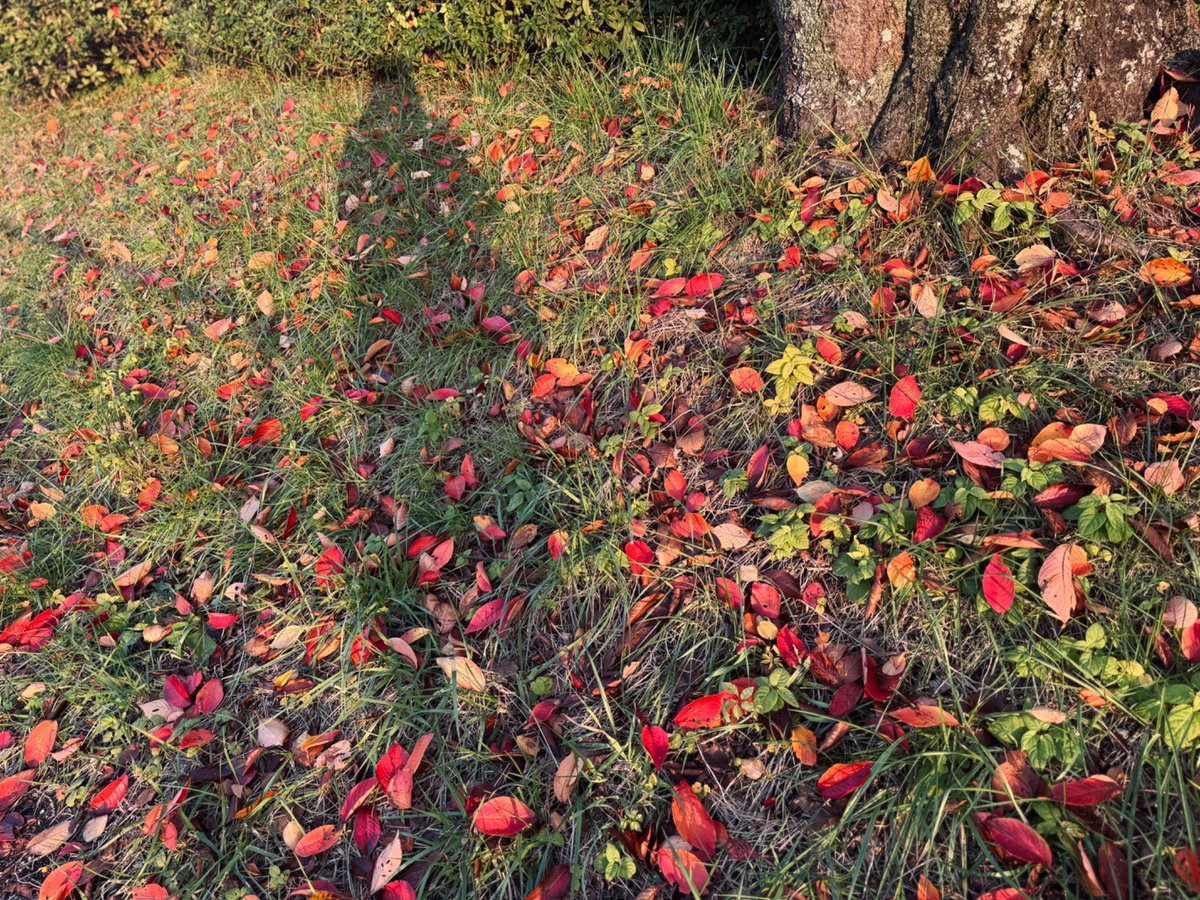 もう11月さようならか🍂今月は飲んだくれて発狂とか無かったな(確か)。楽しい時間も笑顔も多かった。上出来。大丈夫や、元気元気。あと一カ月、穏やかに過ごして心身整えて、晴れやかな気持ちで新年をお迎えしよう😌