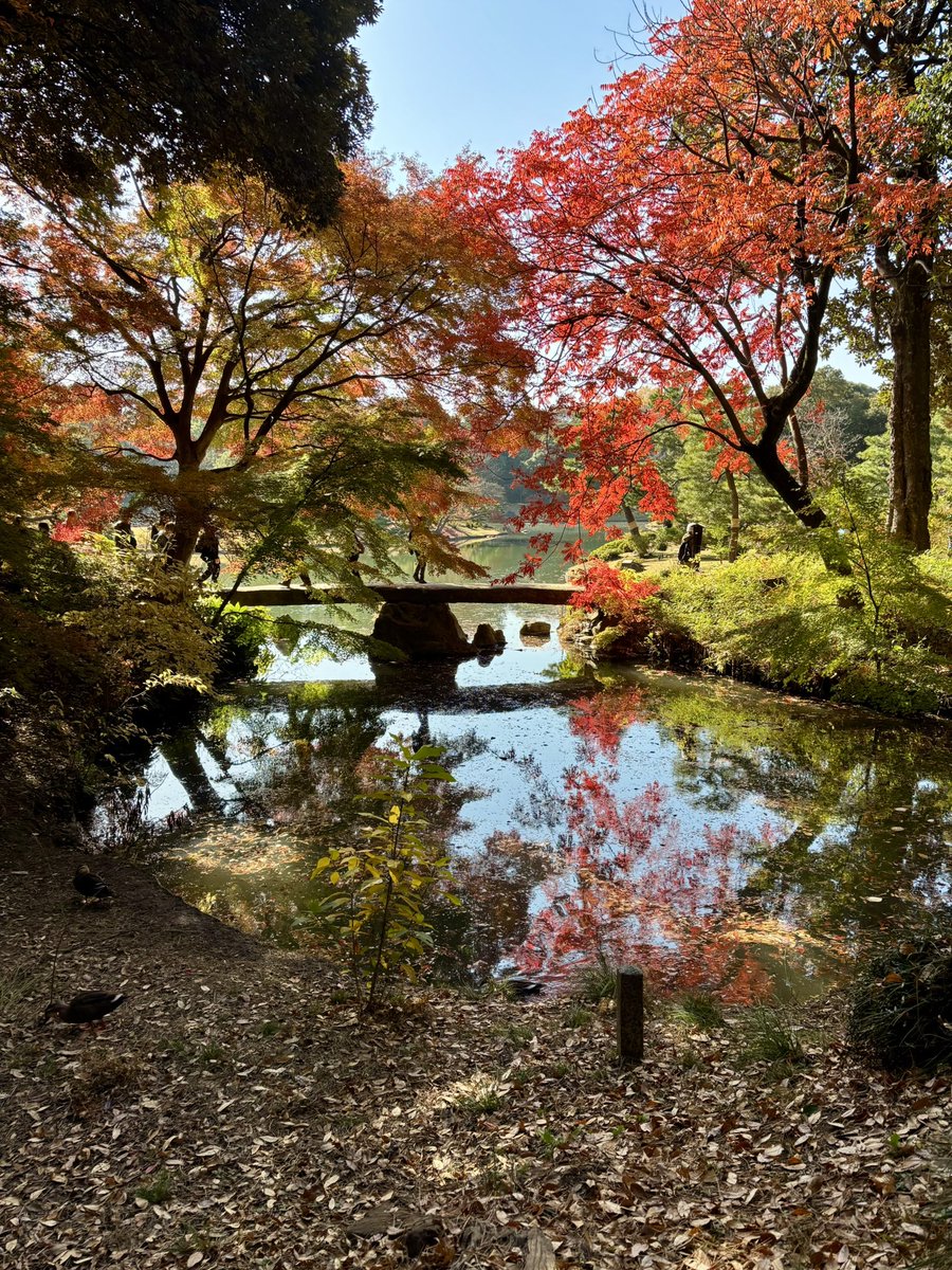 cstkhs's tweet image. 晴天の日曜、六義園の紅葉を観てきました🍁来週末も見ごろだと思うのでおすすめです👌

入り口付近のみたらし団子が可愛い＆美味しくてこれまたおすすめ🤤💕