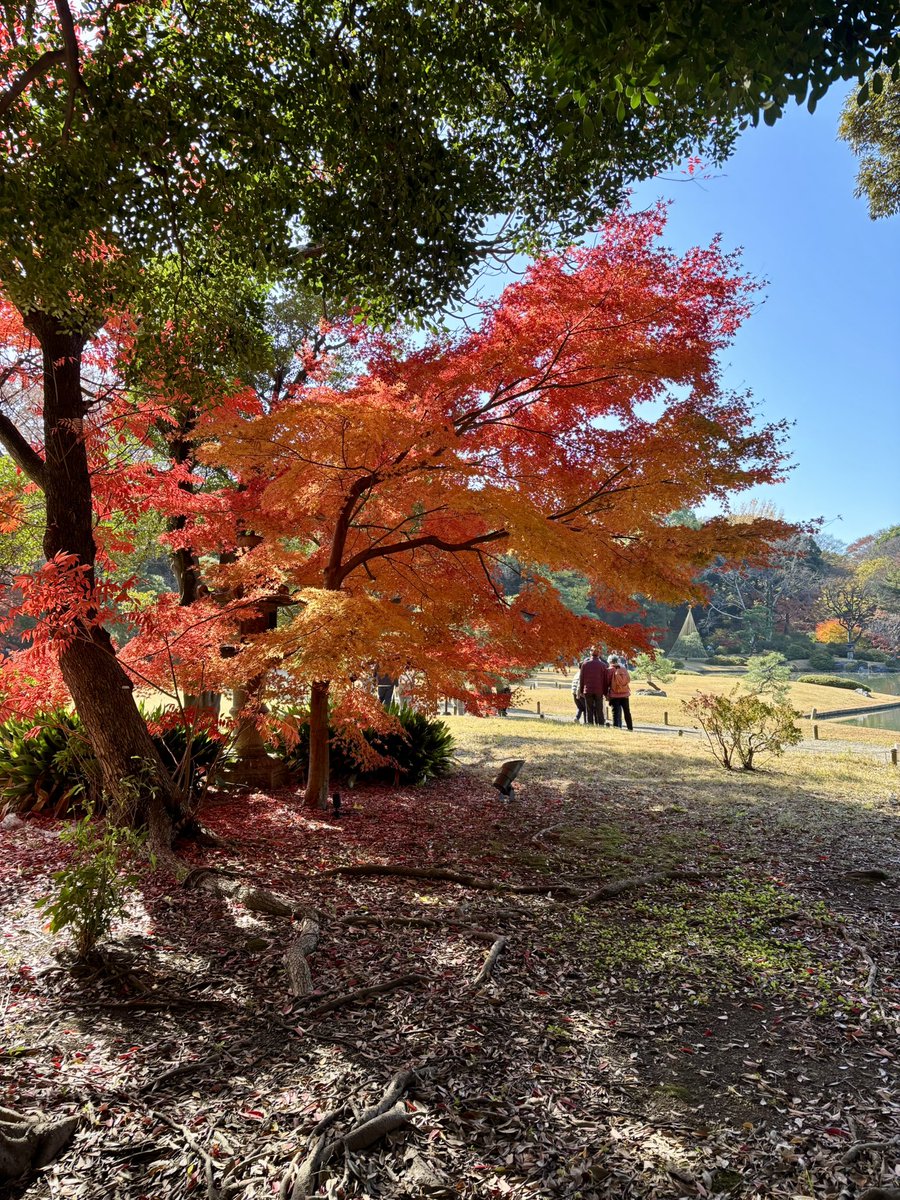 cstkhs's tweet image. 晴天の日曜、六義園の紅葉を観てきました🍁来週末も見ごろだと思うのでおすすめです👌

入り口付近のみたらし団子が可愛い＆美味しくてこれまたおすすめ🤤💕