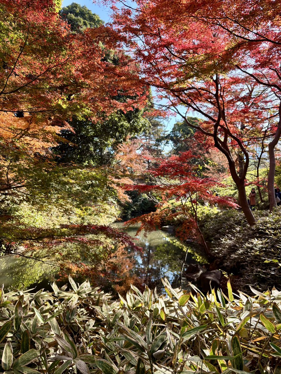 cstkhs's tweet image. 晴天の日曜、六義園の紅葉を観てきました🍁来週末も見ごろだと思うのでおすすめです👌

入り口付近のみたらし団子が可愛い＆美味しくてこれまたおすすめ🤤💕