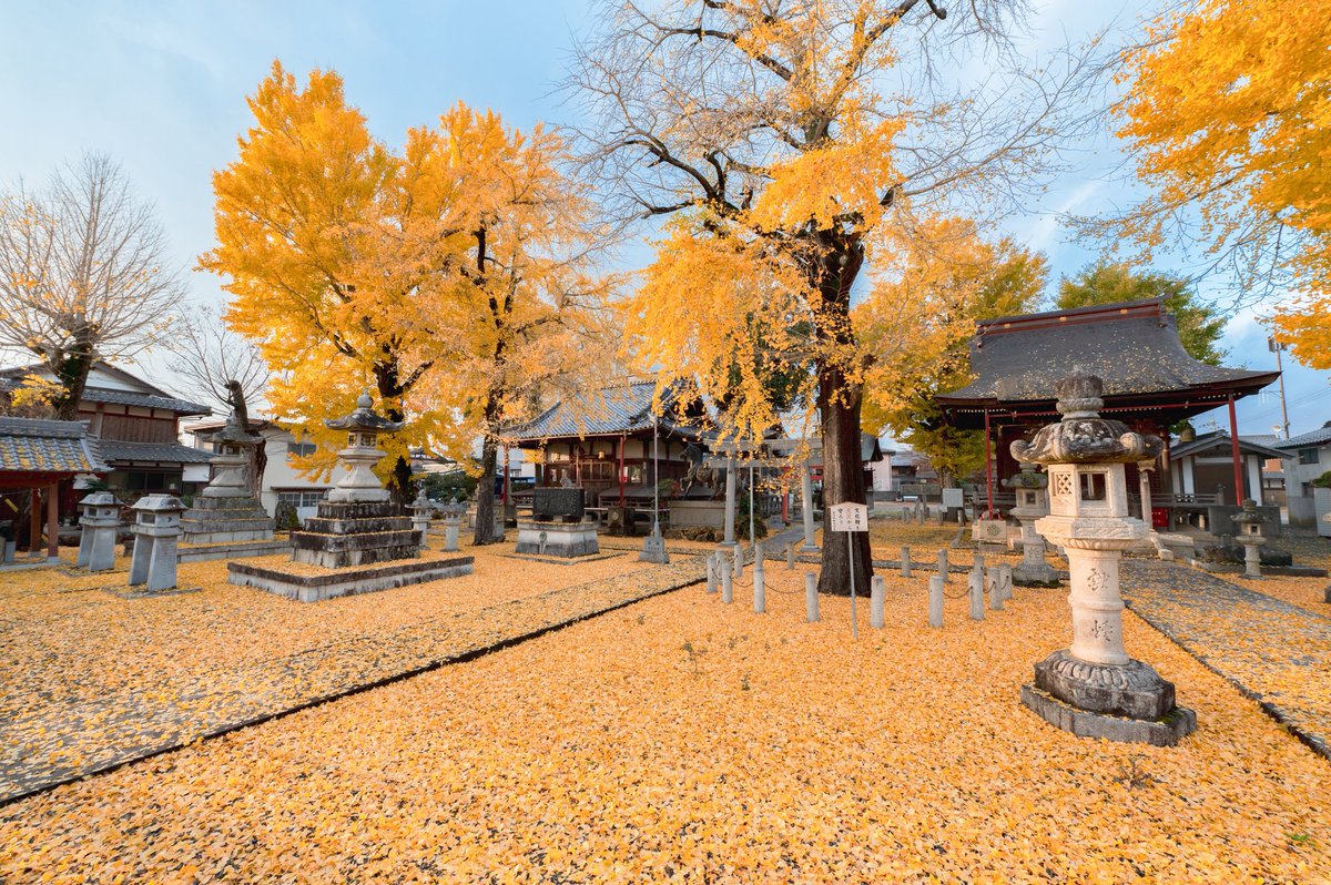 イチョウに染まった神社が美しかった