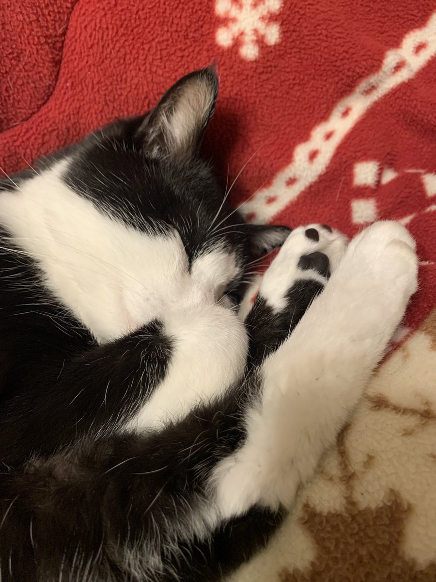 カツオ@ハチワレ (@katsuo779) / Posts / X