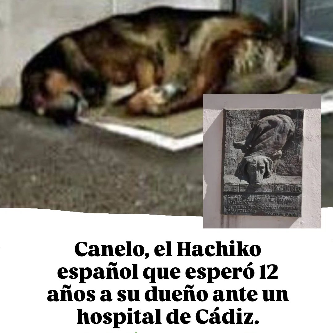 Canelo, el fiel perro que esperó 12 años a su humano fallecido en el Hospital de Cádiz 💔

En el año 1990, su dueño ingresó en el hospital de Cádiz para someterse a una diálisis. Esa mañana el hombre y el perro se despidieron a las puertas del centro. El tutor nunca salió.