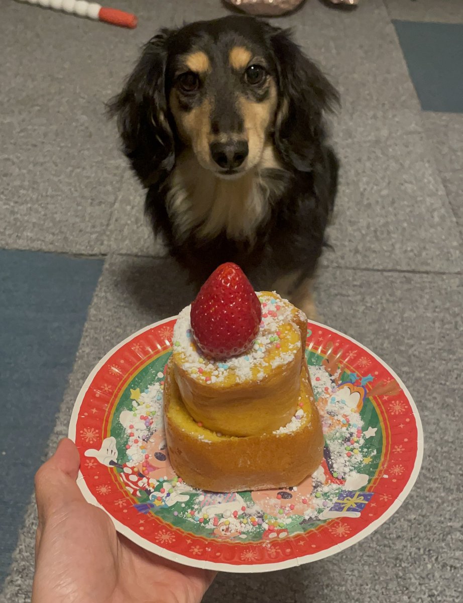 toratora_1130's tweet image. 今日はとら吉の5歳の誕生日🎊
美味しいものたくさん食べて長生きしてね✨
#ミニチュアダックス 
#犬好きさんと繋がりたい 
#誕生日おめでとう