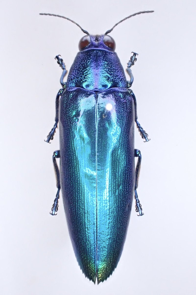 オーストラリア産　タマムシセット2　8-17mm オーストラリア産 タマムシセット2 8-17mm Yahoo!オークション