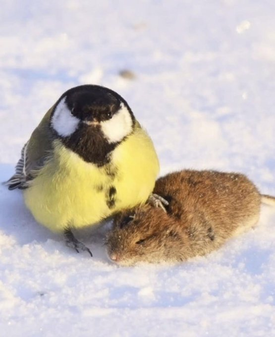 PlWhoami's tweet photo. @vxunderground @cyberwarfarelab https://t.co/BcImclKUns