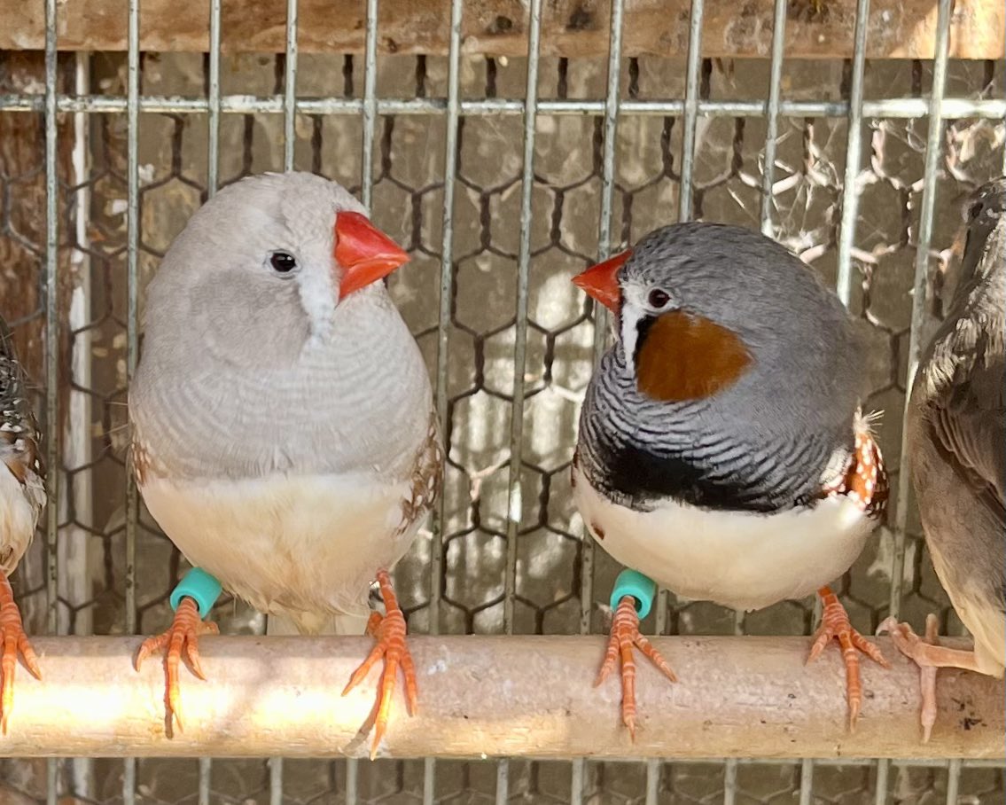 やーと。 (@ys_aviary) / Posts / X