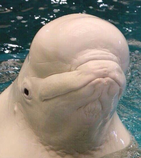 이번 대전여행서 제일 잘 한일: 성심당 부추 고로케를 산 것.
이번 대전여행서 제일 슬픈 일: 성심당 부추 고로케를 하나만 산 것.