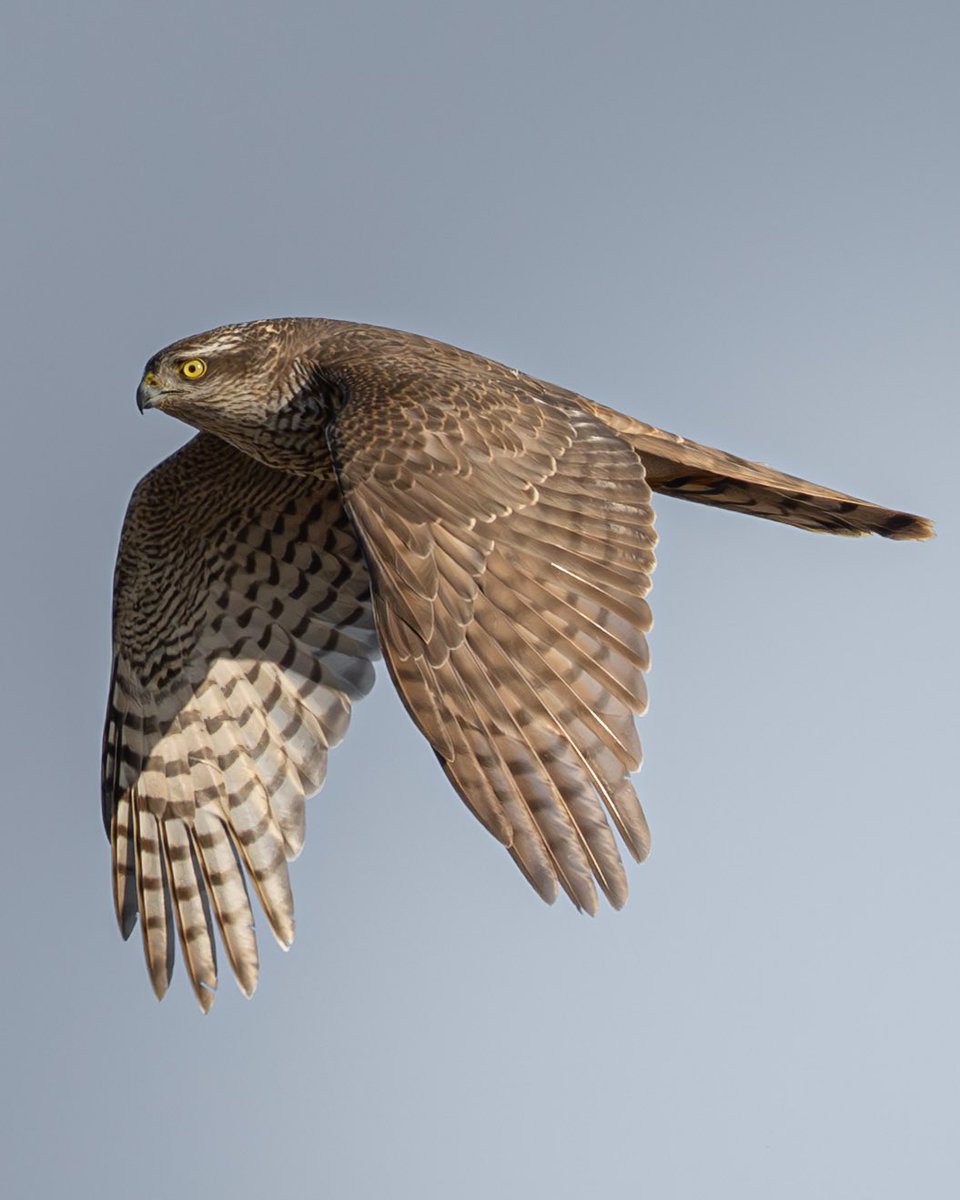 Jimny_JB74_'s tweet image. ハイタカ・・かな🤔？