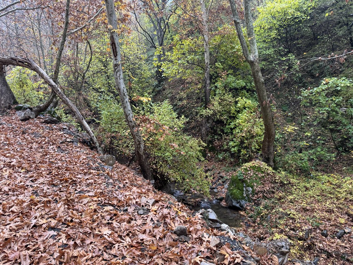 Sonbaharın son günü renk cümbüşü. Yeniden merhaba demek üzere kıyafet değiştiriyor.