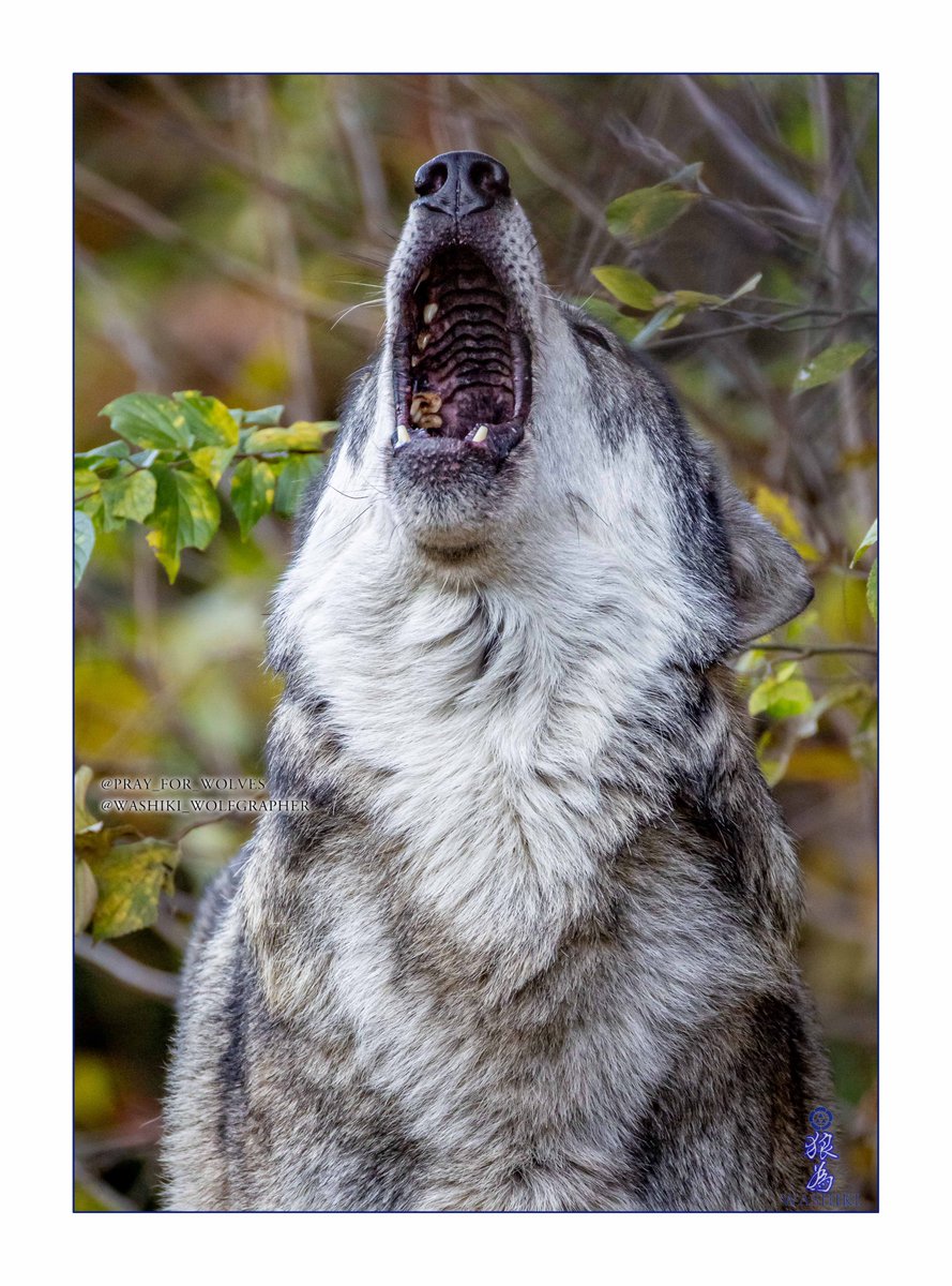 原画 狼 #104 原画 狼 #104 原画 狼 #104 原画 狼 #104 Highlights by 群青狼