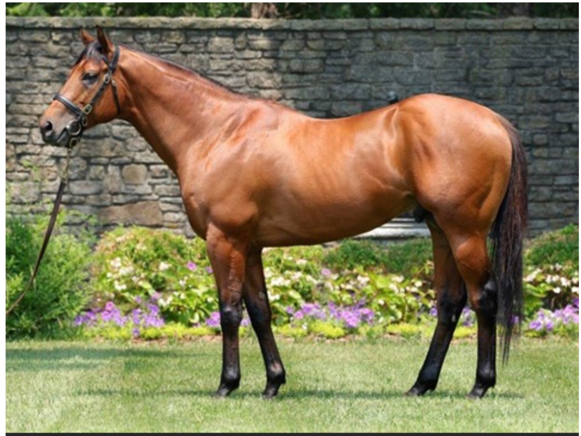 #مزاد_نادي_سباقات_الخيل 2025 

اليوم الاول 1️⃣ : 

مهره حمراء توليد خارجي رقم ( 4 ) 

الاب : Corniche 

بطل الامهار بعمر السنتين في امريكا شارك 3 مرات وكسبها جميعاً منها ال بريدرز كب جوفينيل G1 

الام الاولى : Shackin Up

كسبانه في امريكا 3 مرات ومباعه بعمر السنتين ب160000 $