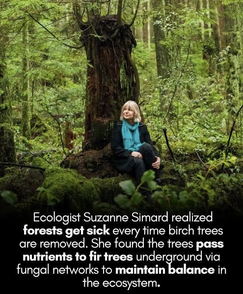How a single tree affects an entire forest

Suzanne Simard has fundamentally reshaped how we understand forests.
Through decades of field research, she demonstrated that trees are linked by vast underground networks of mycorrhizal fungi. These symbiotic partnerships allow trees