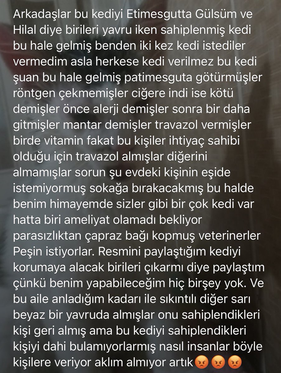 hayvansever grubuna gelen bir ilan. parasız 2 kişi etimesgutta bu kediyi yavruyken almışlar. kedi bu hale gelene kadar tedavi falan görmemiş. Ellerinde cins bir köpek daha varmış Ankara'da kediyi ve köpeği himaye edebilecek ayrı ayrı bir süre koruyucu  aile aranıyor. durum acil.