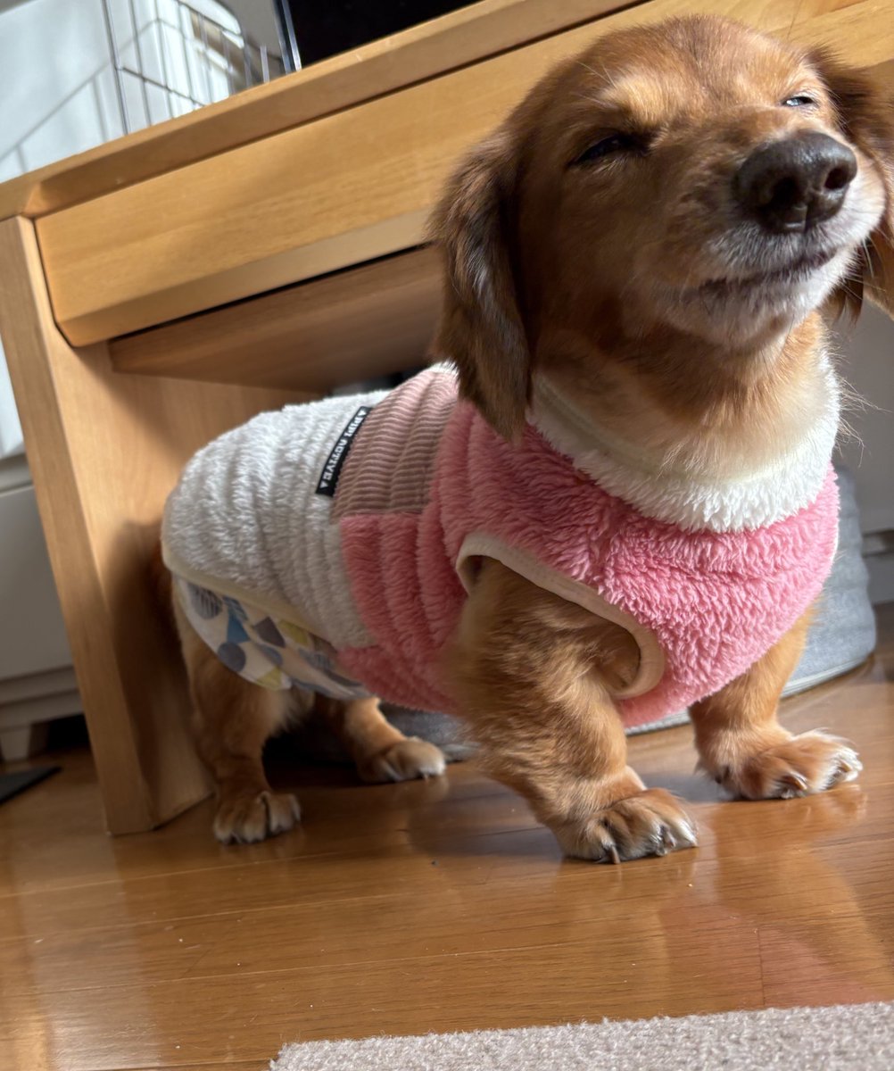 hariharihahifu's tweet image. #右京さん
#Pinkハラハラ服