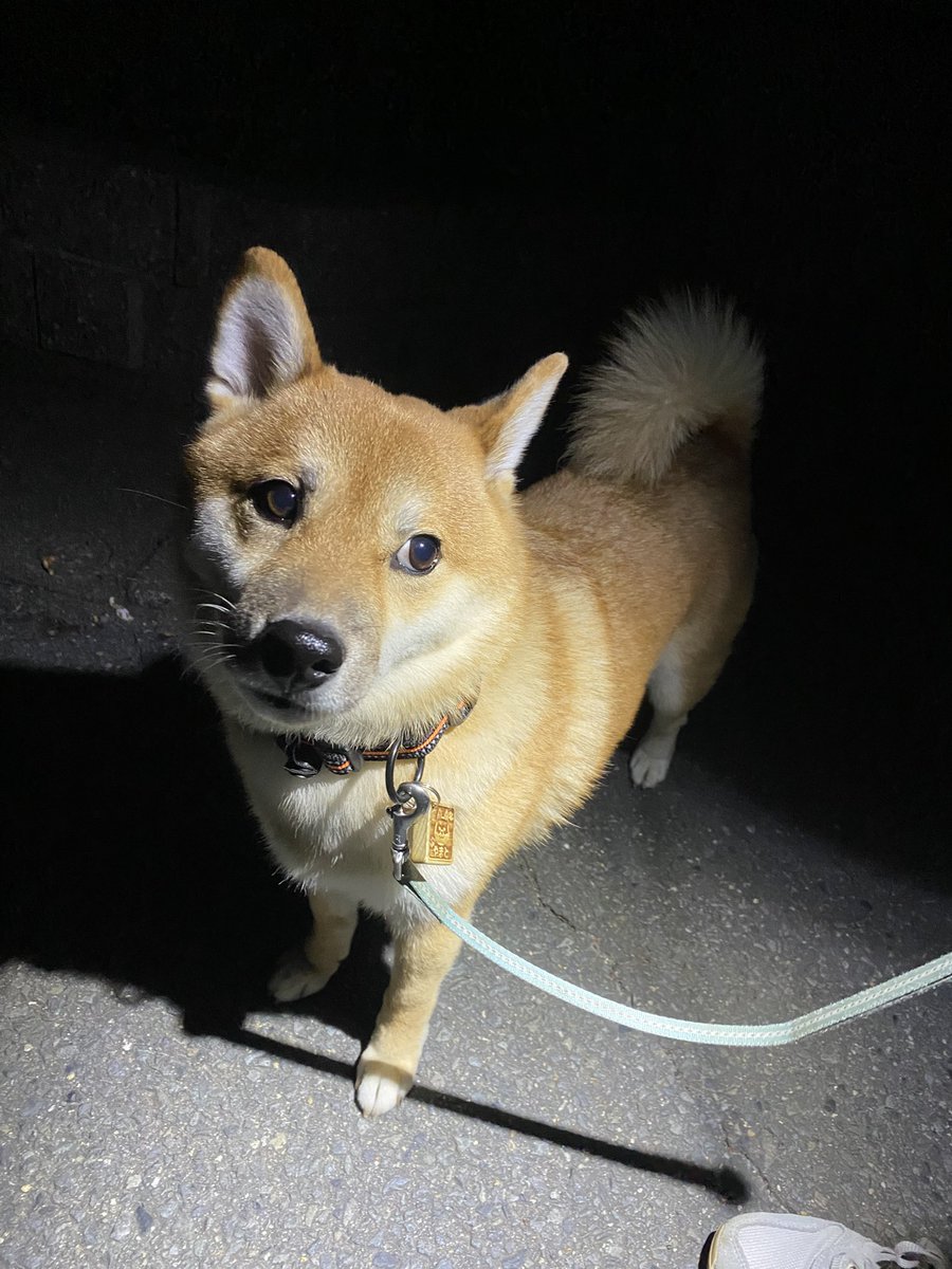 こんばんワン🐶 夜散歩行ってきたワン🐕🐾🌃 公園で首にキラキラつけた