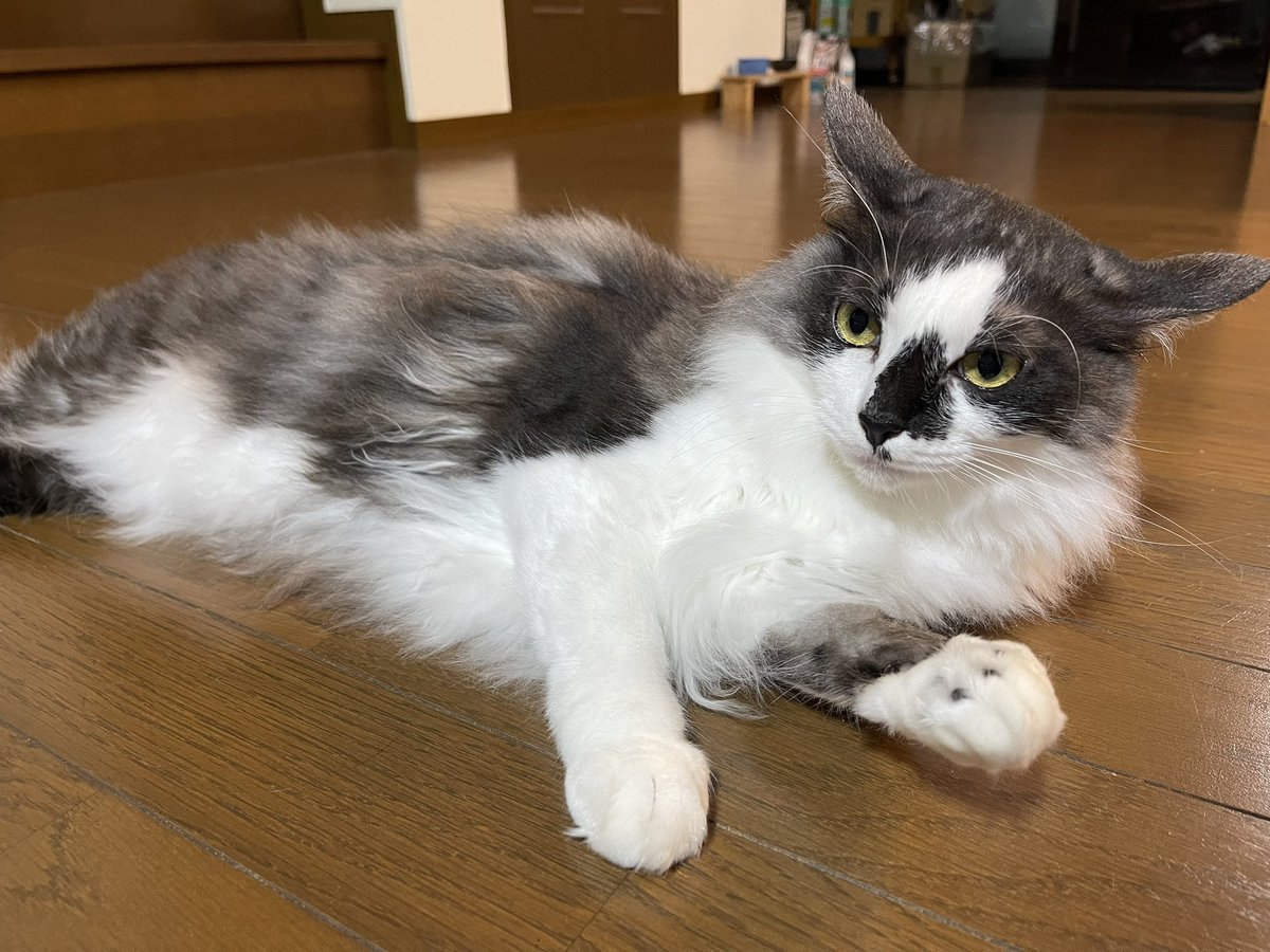 sf_solaris's tweet image. 家族総出のイベントで2泊留守にしてたのですが、ゆうじさんに夜来てもらったおかげで助かった