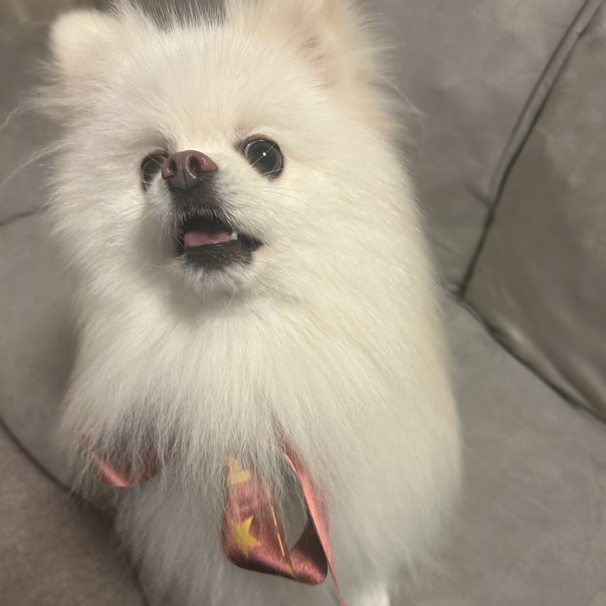 もち🐾ポメラニアン (@mochiomochi_pom) / Posts / X