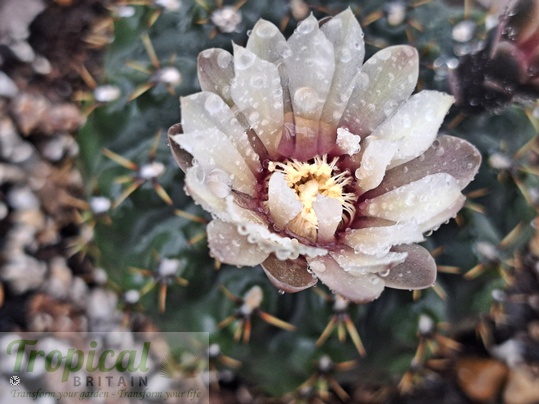 Gymnocalycium quehlianum