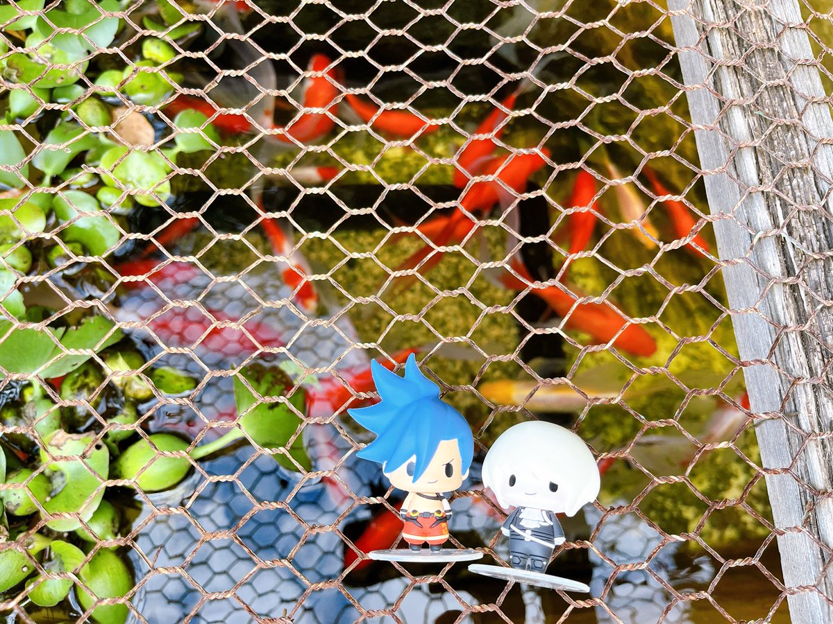 ｷﾝｷﾞｮｰ！