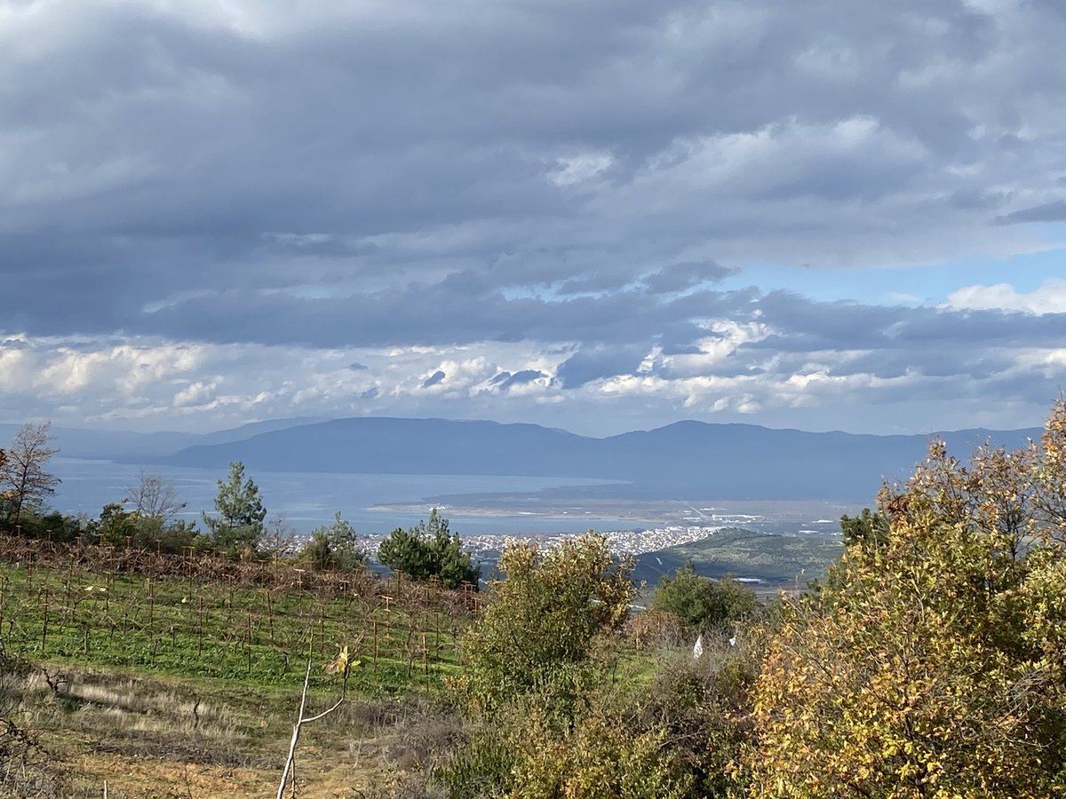 yusufekim16's tweet image. #iznik #pazar #Bursa 

Davulga diğer adıyla 
Dag çileği