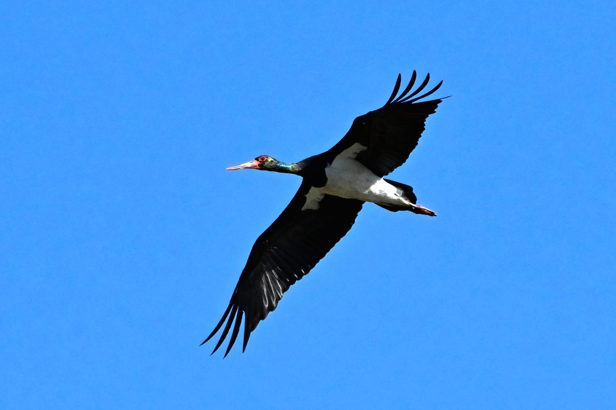 6冬連続
2025/11/29