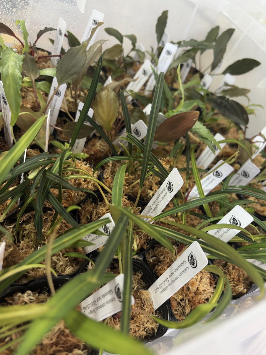 草一（くさいち）w (@w2359099788869) / Posts / X