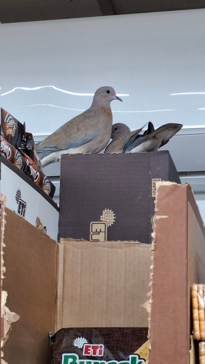 Benim için en cesur ve korkusuz hayvan [ şehir yaşamında ] kumrudur.
Market zincirlerinin birinde buskivi reyonuna kimse yuva yapamaz