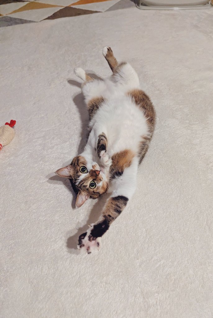 タイヤキ ネコ 黒猫 ブラックダイヤモンド リバーシブルネックレス D 0.09ct 40cm