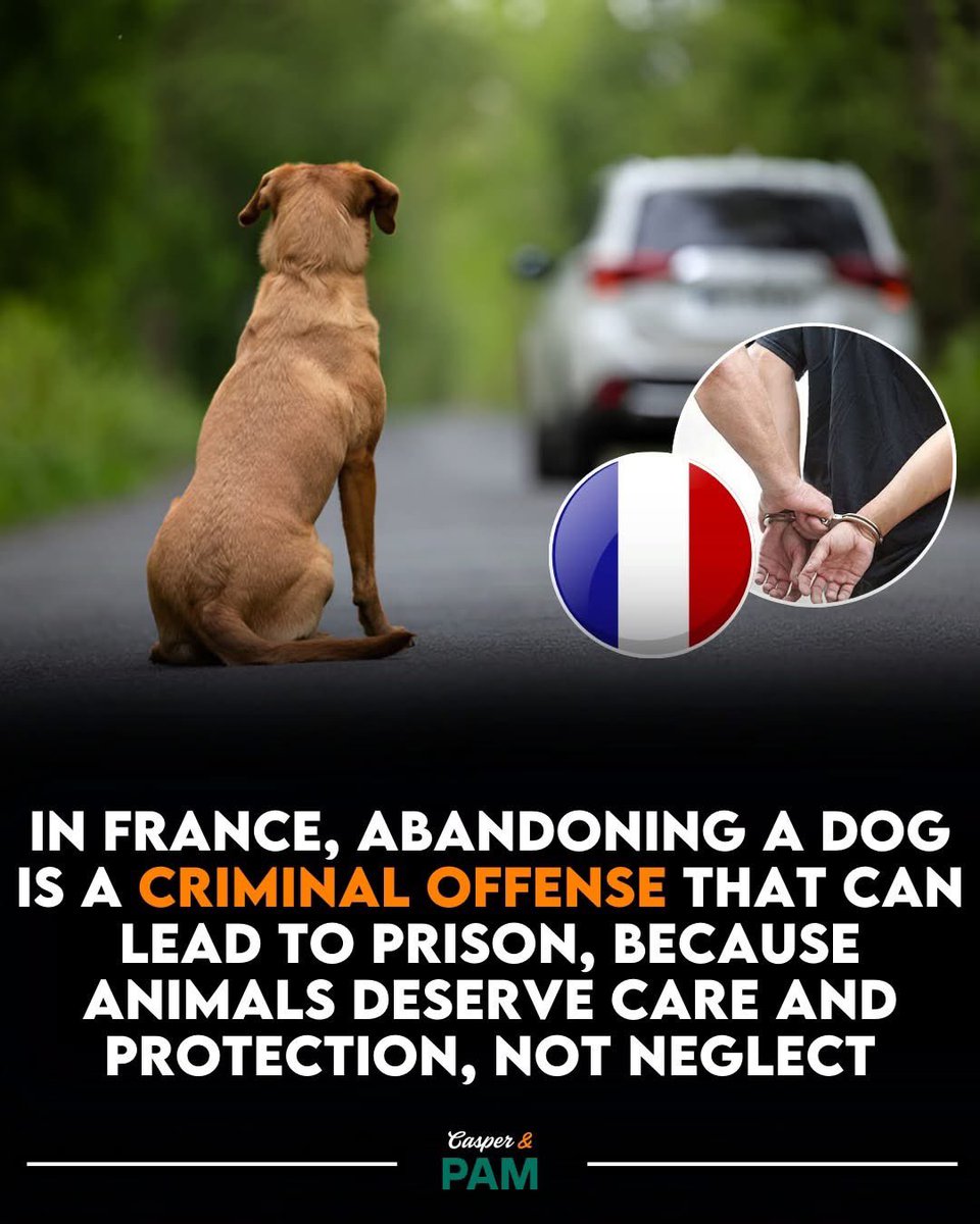 In France, abandoning a dog is more than just irresponsible — it’s a criminal offence. People who leave pets behind or neglect them risk prison time and heavy fines.

Recent reforms have strengthened protections: pet shops will no longer be allowed to sell cats or dogs — only