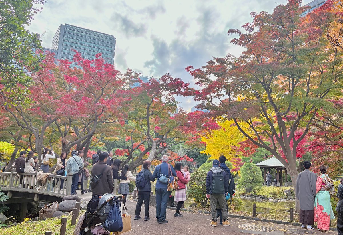 園長です。 今日の日比谷公園です。 シンボルツリーの首かけイチョウ