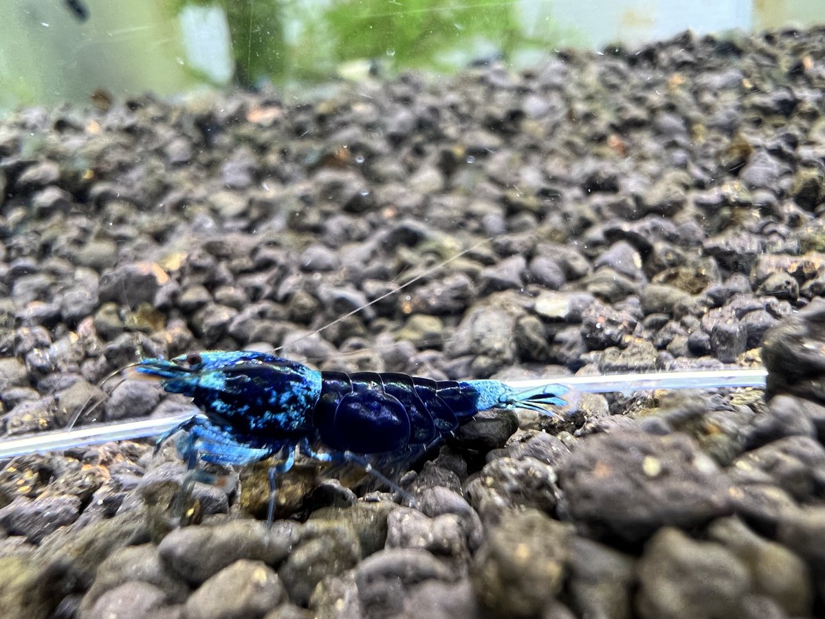 シナリー PF 2つ nora様 NORA (講談社X文庫 16-1) | 御厨 さと美, 中田