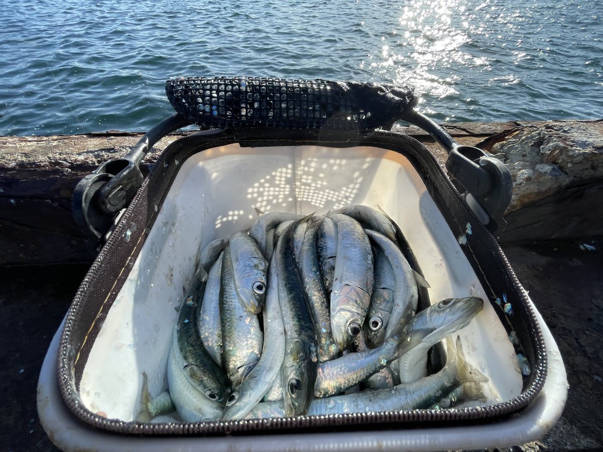 おーちゃん (@Ohchan_sub) / Posts / X