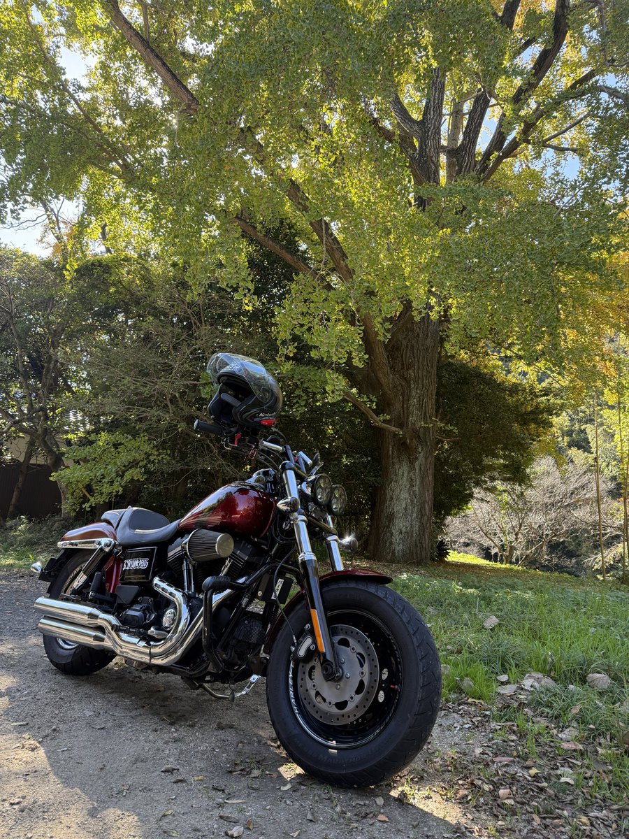 gakuchan0212's tweet photo. 昨日は一日車庫にこもってバイクのメンテしてたので、今日は朝から近場の紅葉🍁スポット巡り。
#しあわせのラッパイチョウ を拾ってきたのできました。
#おっさんの休日 #プチツーリング #紅葉ツーリング #イチョウ黄葉 #ハーレーダビッドソン #FATBOB #FXDF https://t.co/xqIjZAJr17