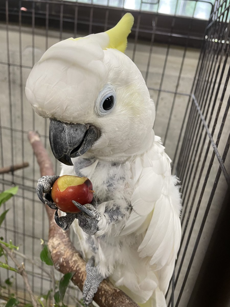 itozu_zoo's tweet image. 園内で採れたヒメリンゴをかじるリー。
#到津の森公園 #itozuzoo #動物園 #zoo #キバタン #sulphurcrestedcockatoo #リー