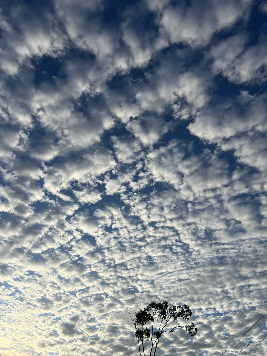 StellaBella67's tweet image. Random nature selection I took this week.
#kangaroo #fairywren #joey #sky